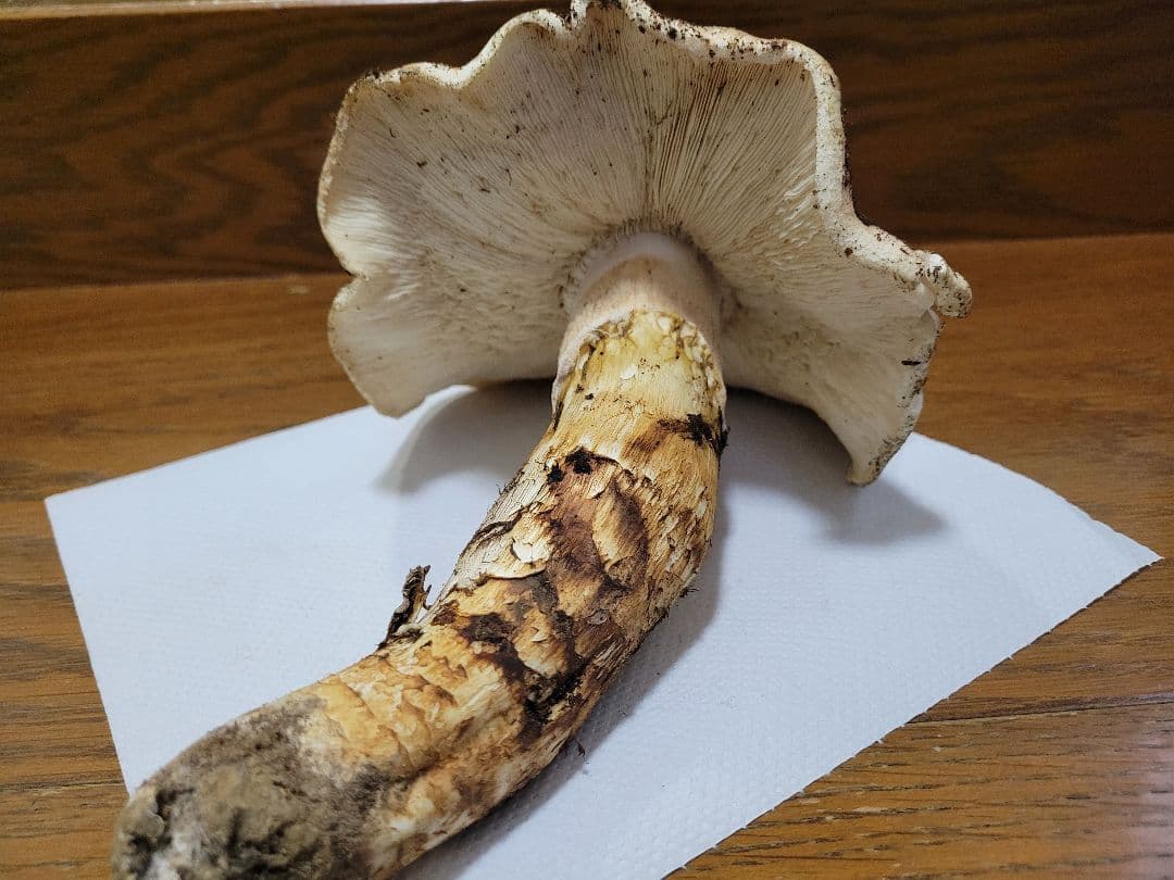 特大　極太　国産　岩手県産　松茸　425g