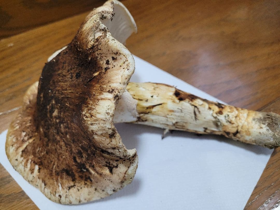 特大　極太　国産　岩手県産　松茸　425g