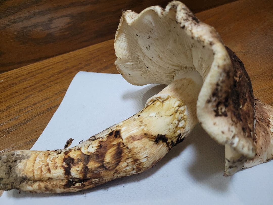 特大　極太　国産　岩手県産　松茸　425g