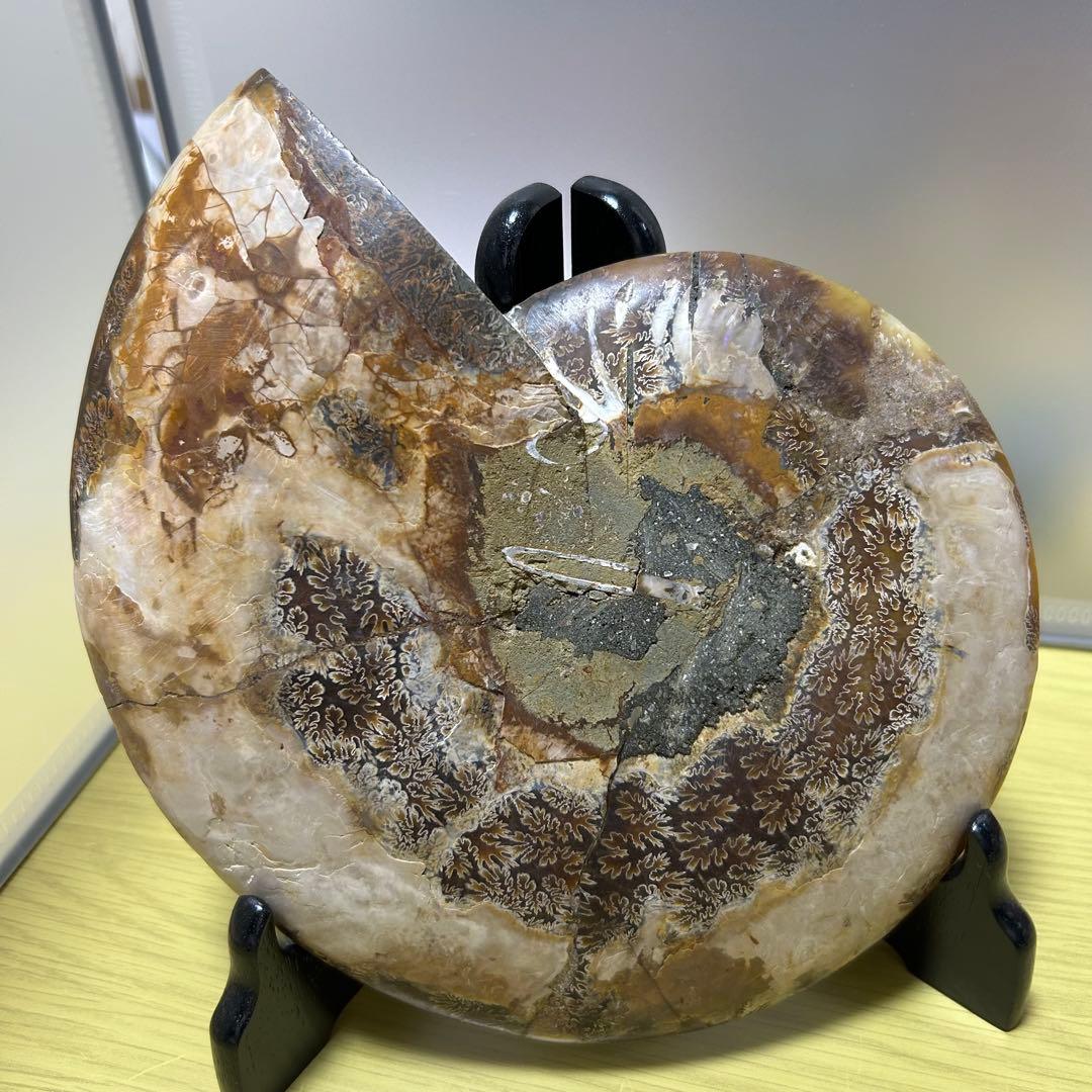 EXPO2025 タジキスタン パビリオン アンモナイト　大阪万博 万博