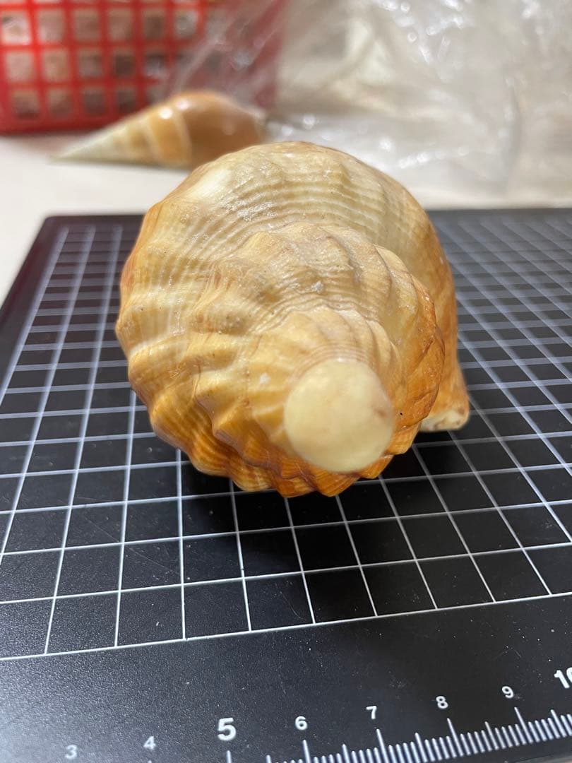 ダンシャクボラ　貝殻　標本