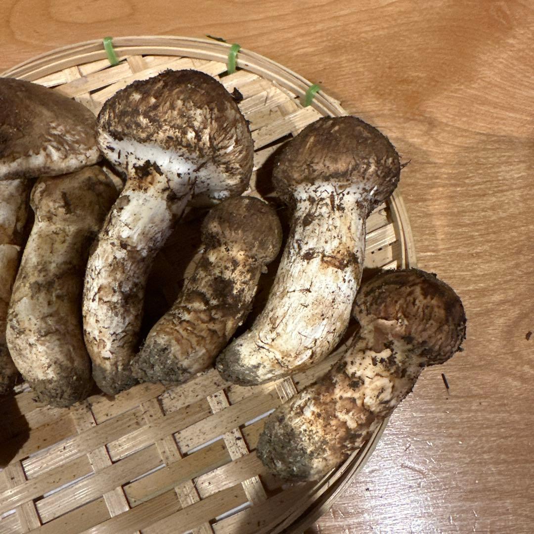 松茸　南信州産②