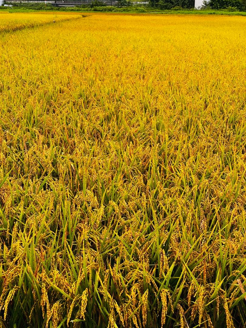 米農家直送 令和6年度 ヒノヒカリ白米10キロ 低農栽培 宮崎県産