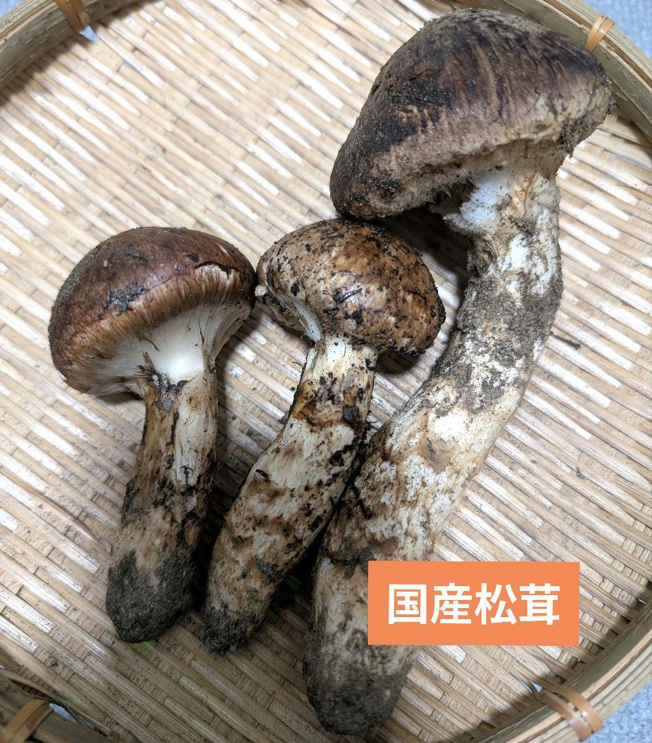 産地直送！国産松茸！　山梨県産天然松茸　つぼみ中開き　まつたけ
