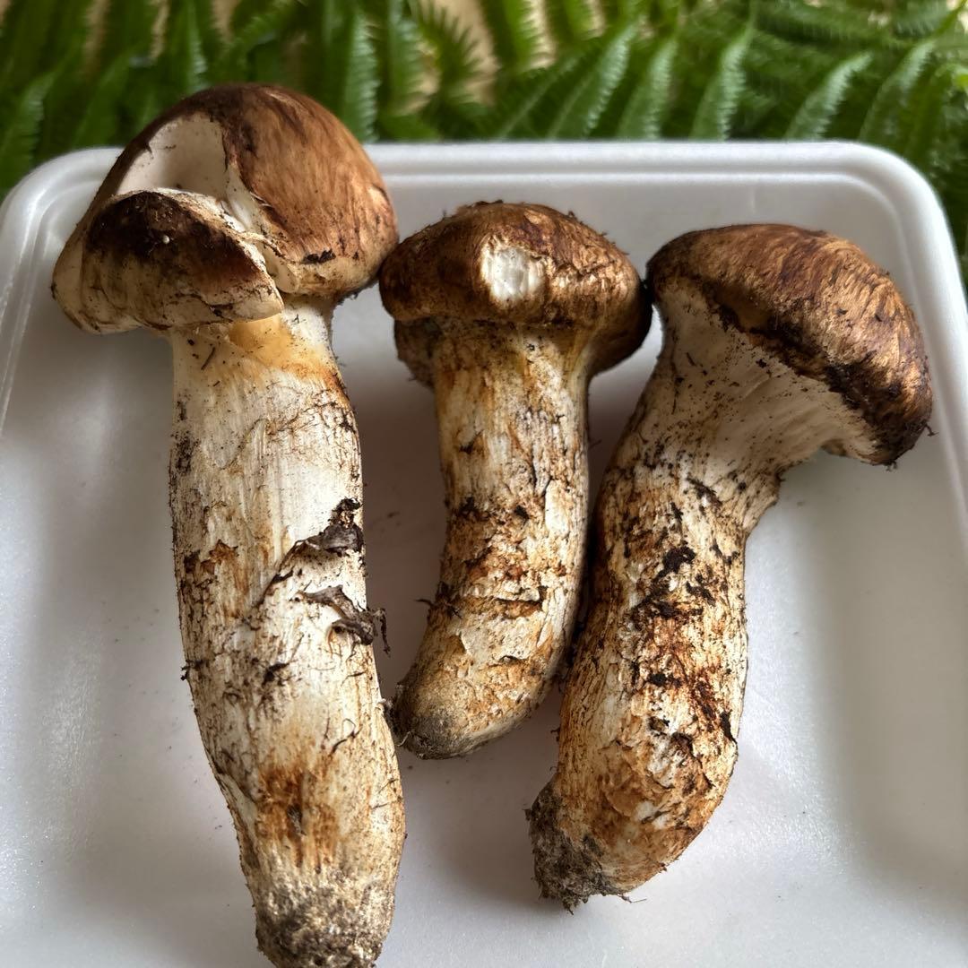 広島県産 松茸３本（221g）2️⃣