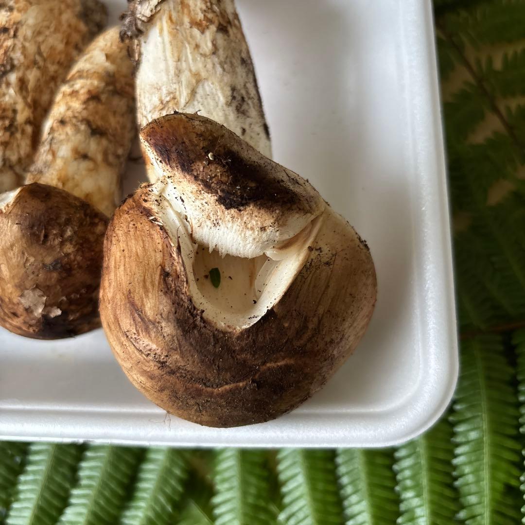 広島県産 松茸３本（221g）2️⃣