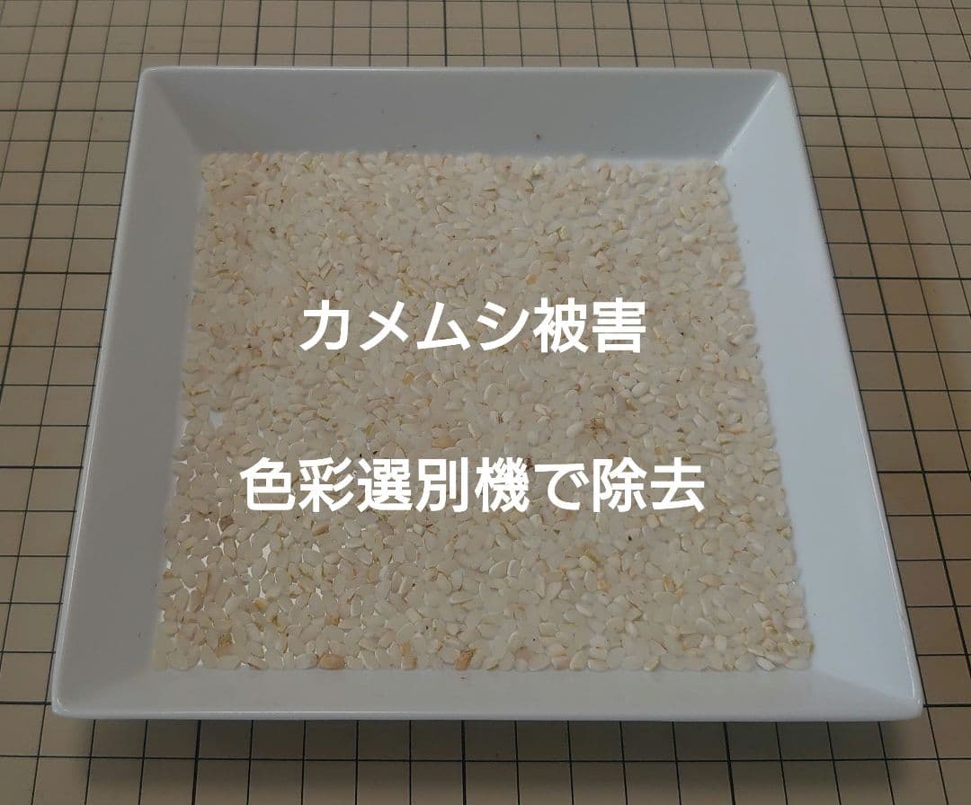 令和7年度 埼玉県産⭐つきあかり⭐白米29キロ 送料無料