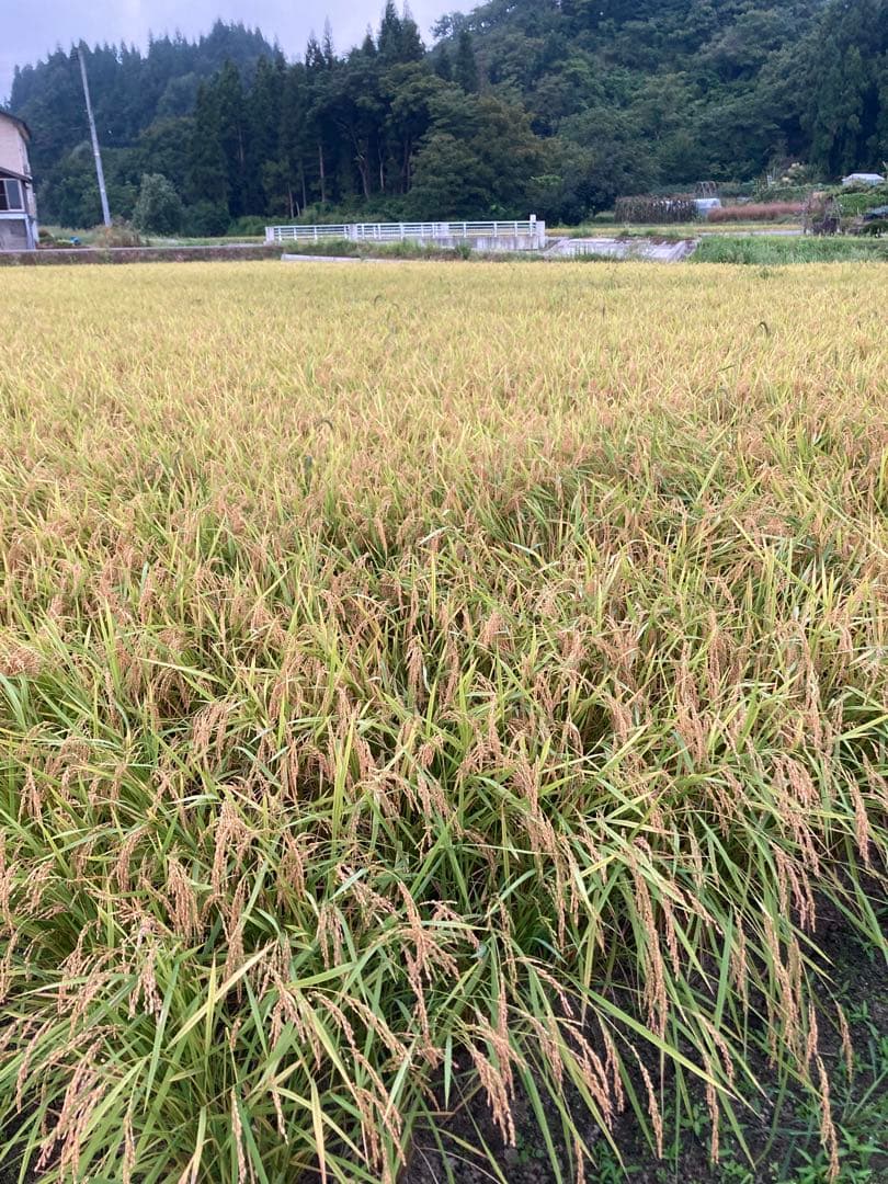 令和7年魚沼コシヒカリ精米10kg