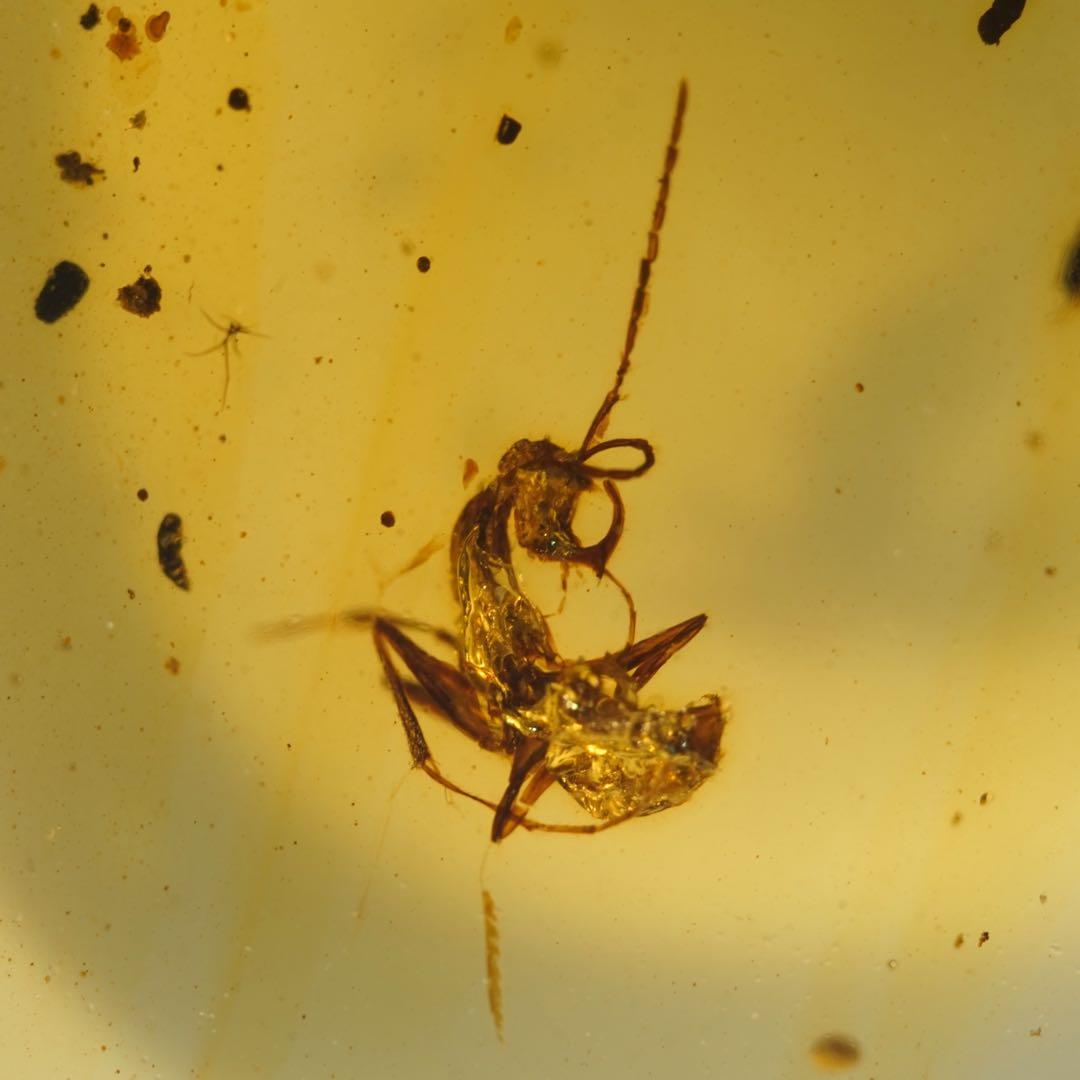 レア極上品TT0010虫入り琥珀化石ミャンマーカムティかタナイ産　9900万年前