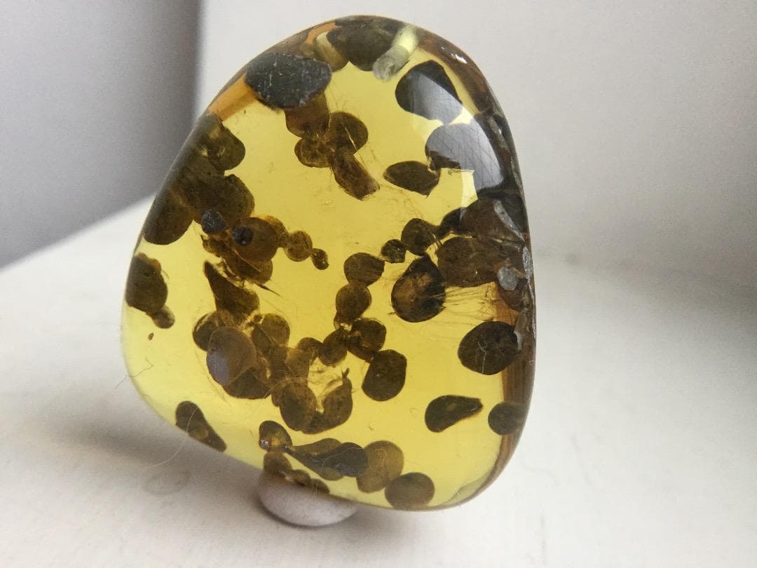 きのこの化石入りバーマイト　ミャンマー琥珀