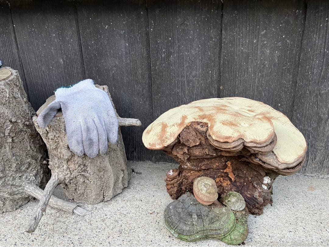 霊芝　さるのこしかけ　天然