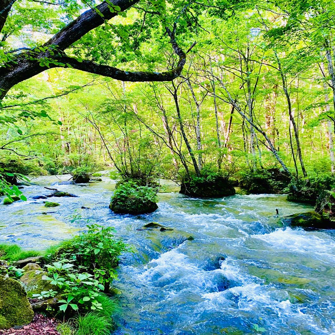 タネ にんにく 消毒済み 中大混合 青森県産 福地ホワイト六片 種用ニンニク