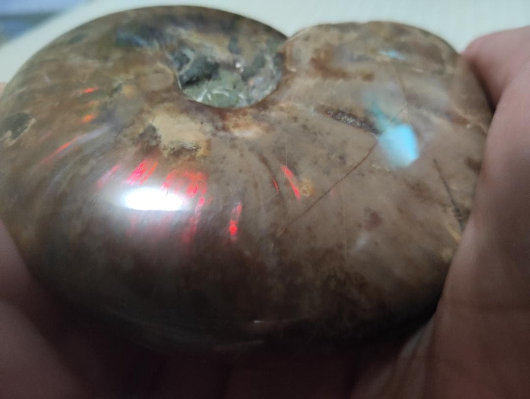 化石 アンモナイト オパール化 遊色 レインボー３点 9800an0814