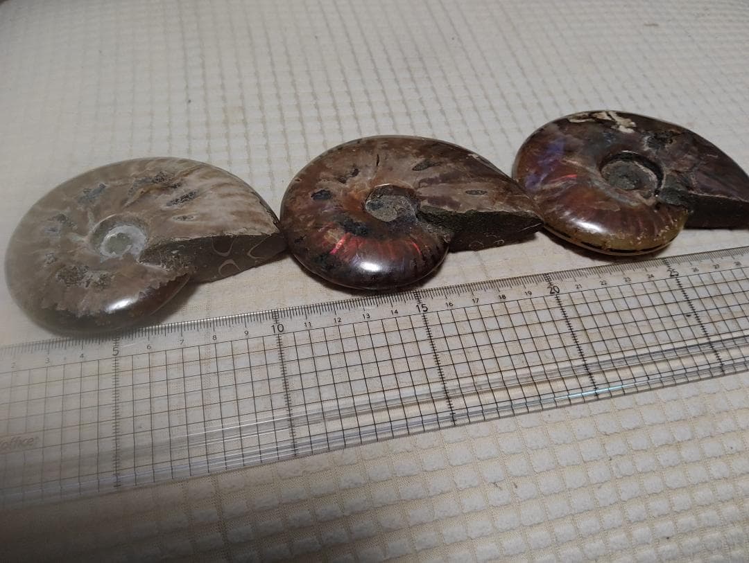 化石 アンモナイト オパール化 遊色 レインボー３点 9800an0814