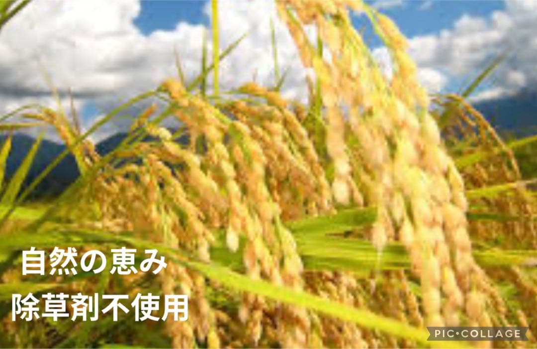 コシヒカリ 10kg ×2 農薬不使用 玄米 国産 農家直送 安心安全 美容健康