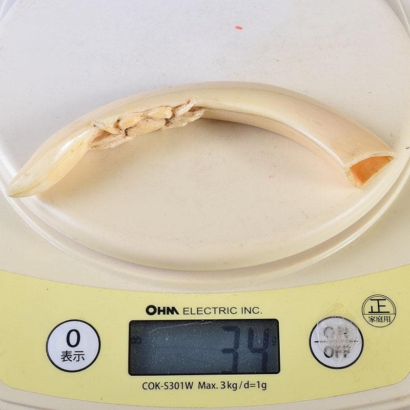 時代提げ物　獣骨　根付　石見根付　蟹文根付　M　8659