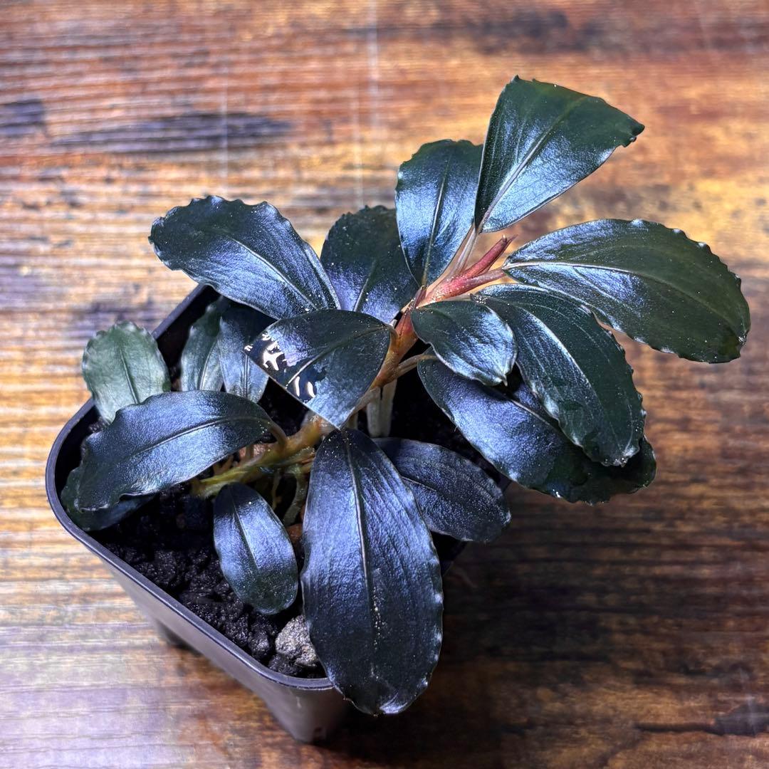 て*る様 Bucephalandra sp. Thia blue ブセファランド