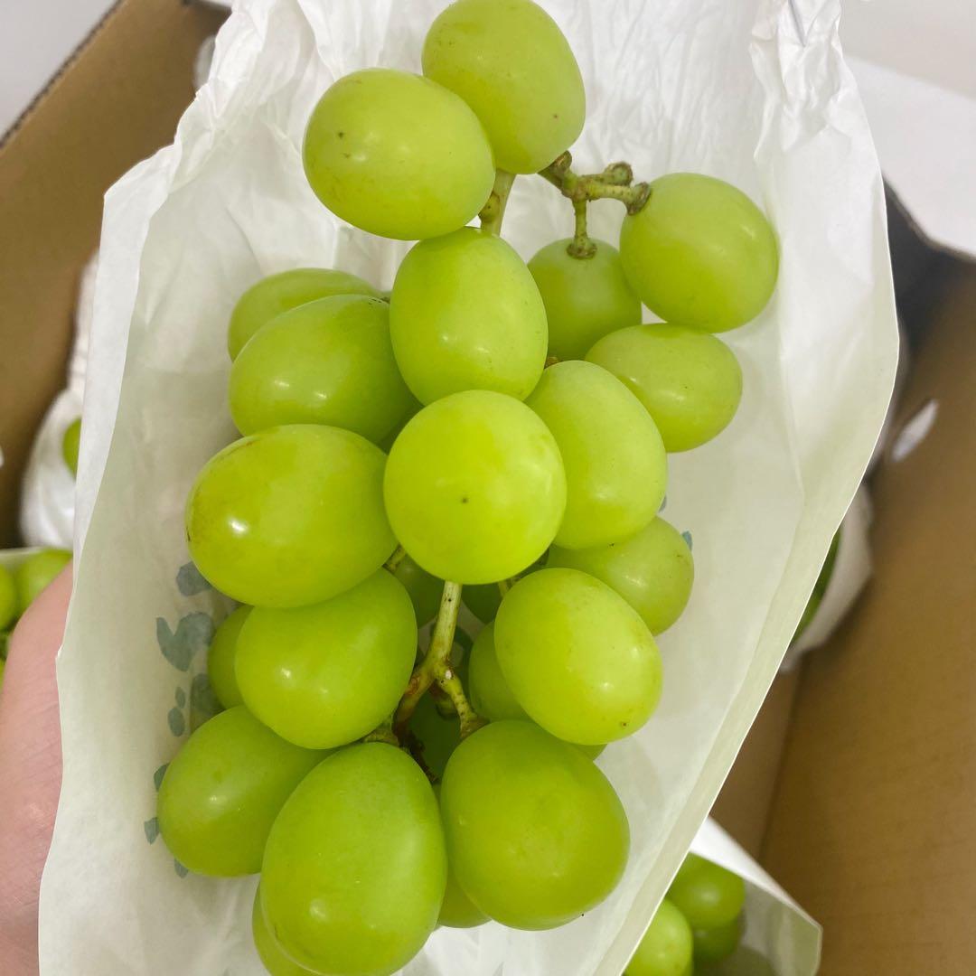 山梨県産　訳あり　家庭用　シャインマスカット　14房　箱込み5.5kg ⑬