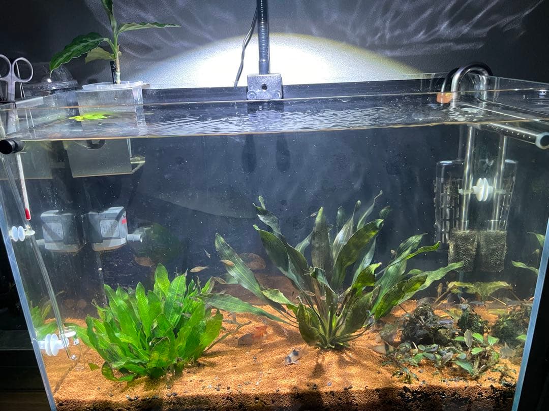 Kessil A160WE Tuna Sun LED水槽照明　グースネック付き