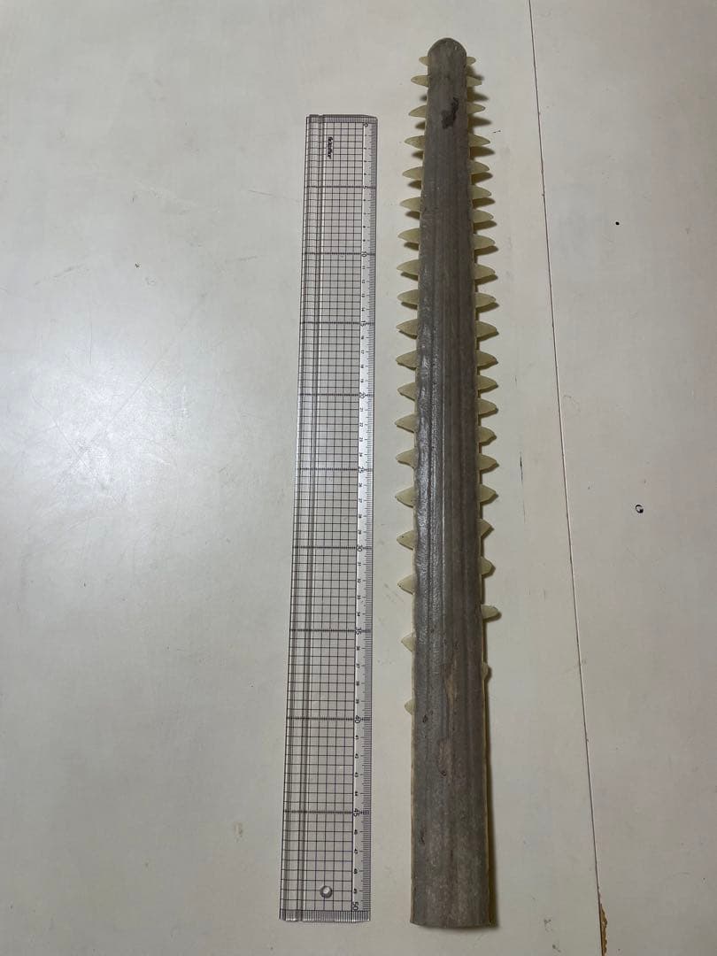 ノコギリザメの歯　標本　希少