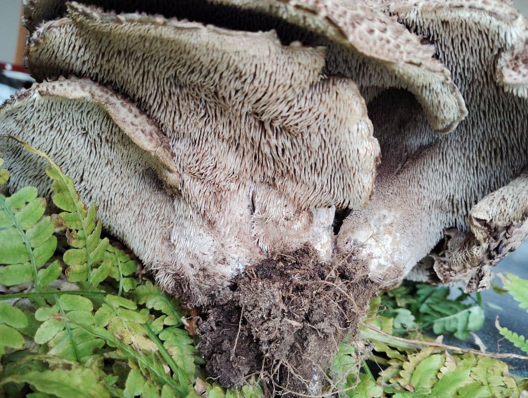 岩手県産　香茸　750グラム