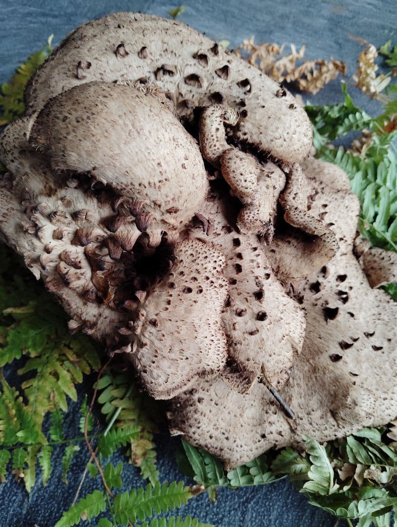 岩手県産　香茸　750グラム