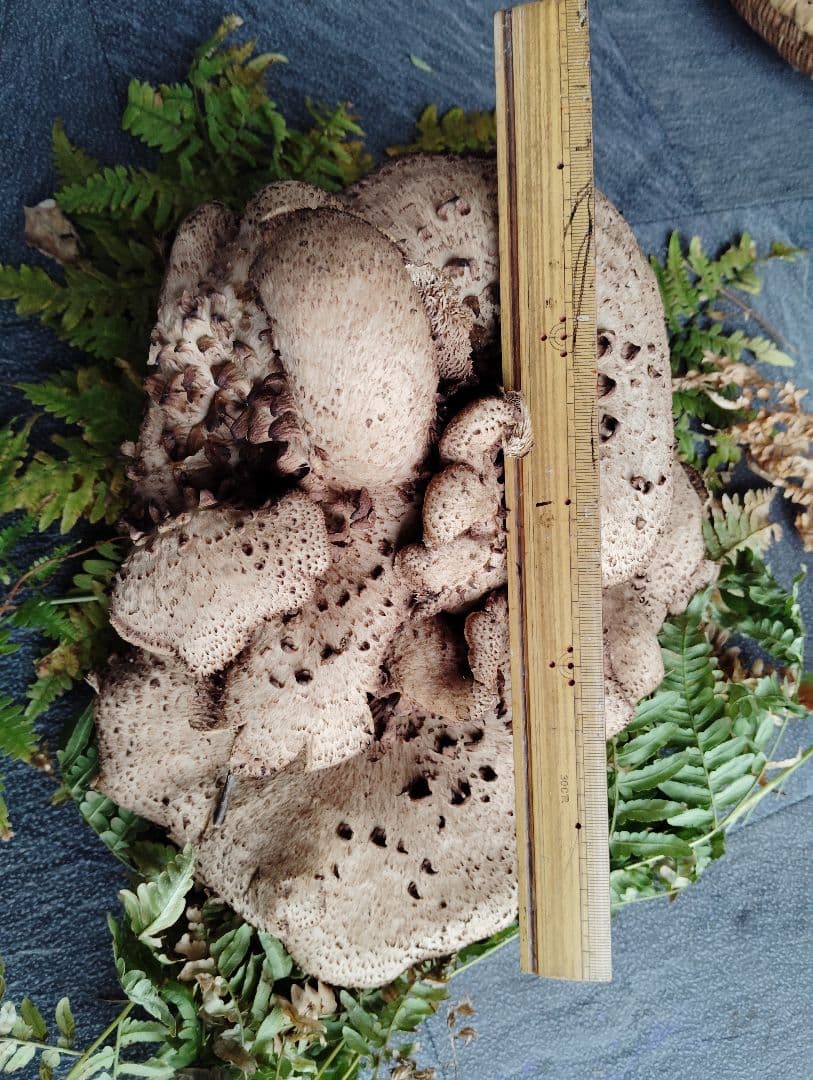 岩手県産　香茸　750グラム