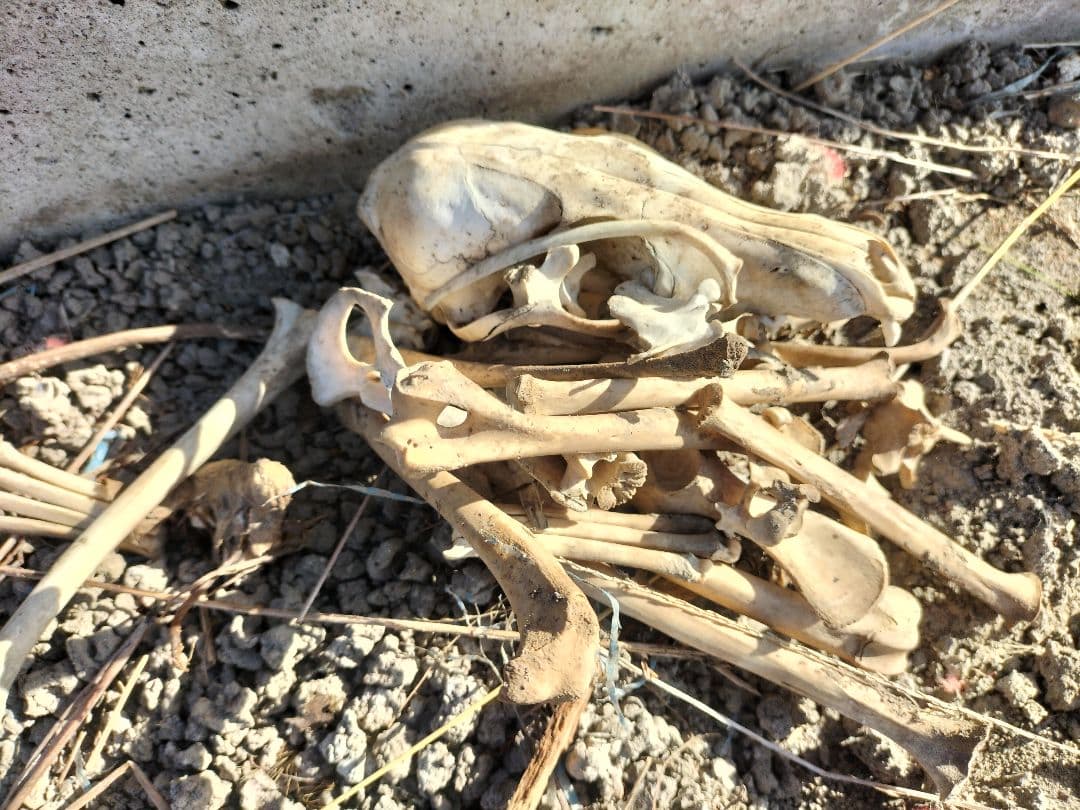 詳細不明です。動物の骨だと思います。商品説明必読お願い致します。