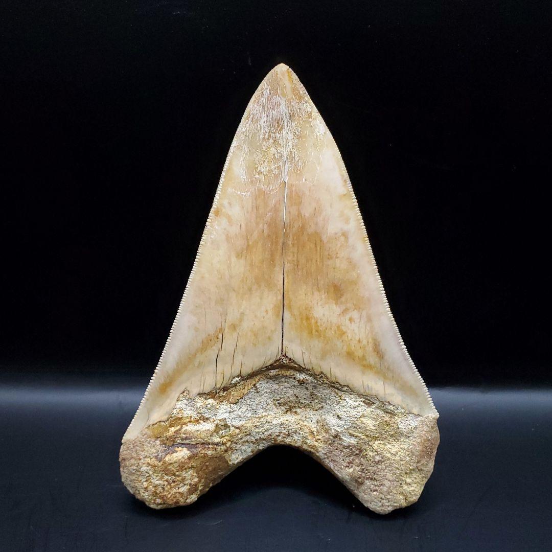 極上 メガロドン 歯 化石 本物 インドネシア 110.31mm mg18