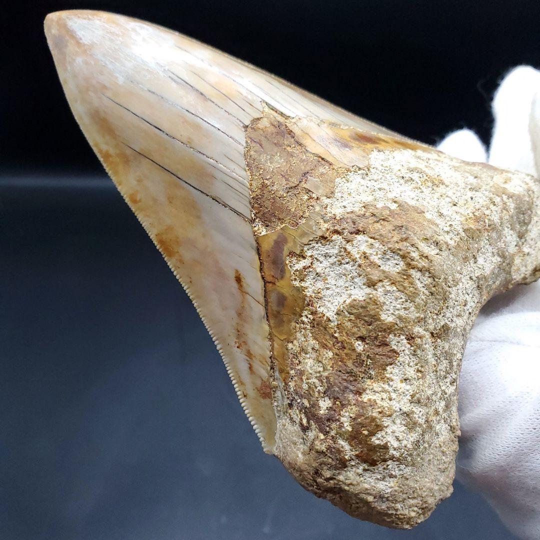 極上 メガロドン 歯 化石 本物 インドネシア 110.31mm mg18