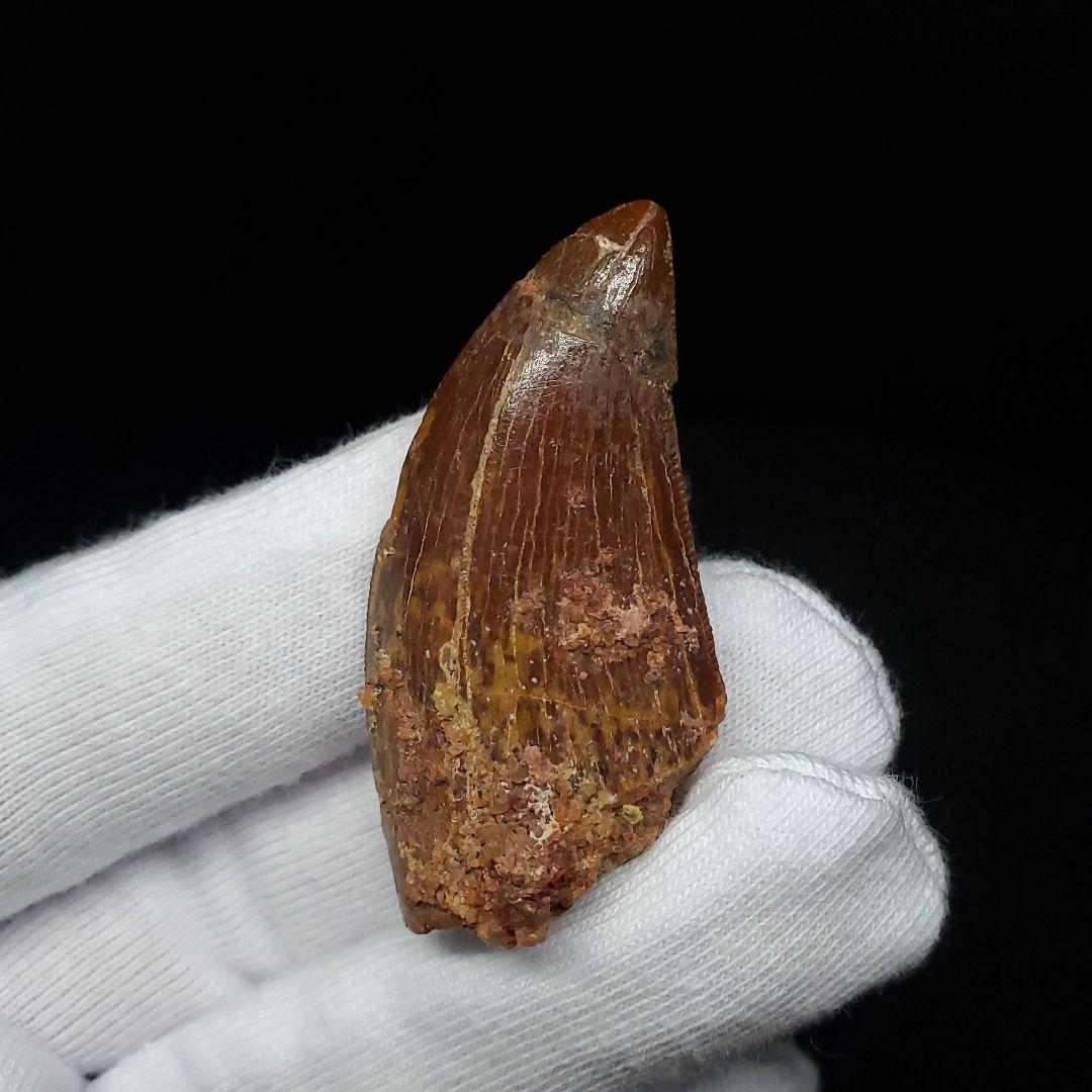 カルカロドントサウルス 歯 化石 本物 モロッコ産 41.83mm fca4