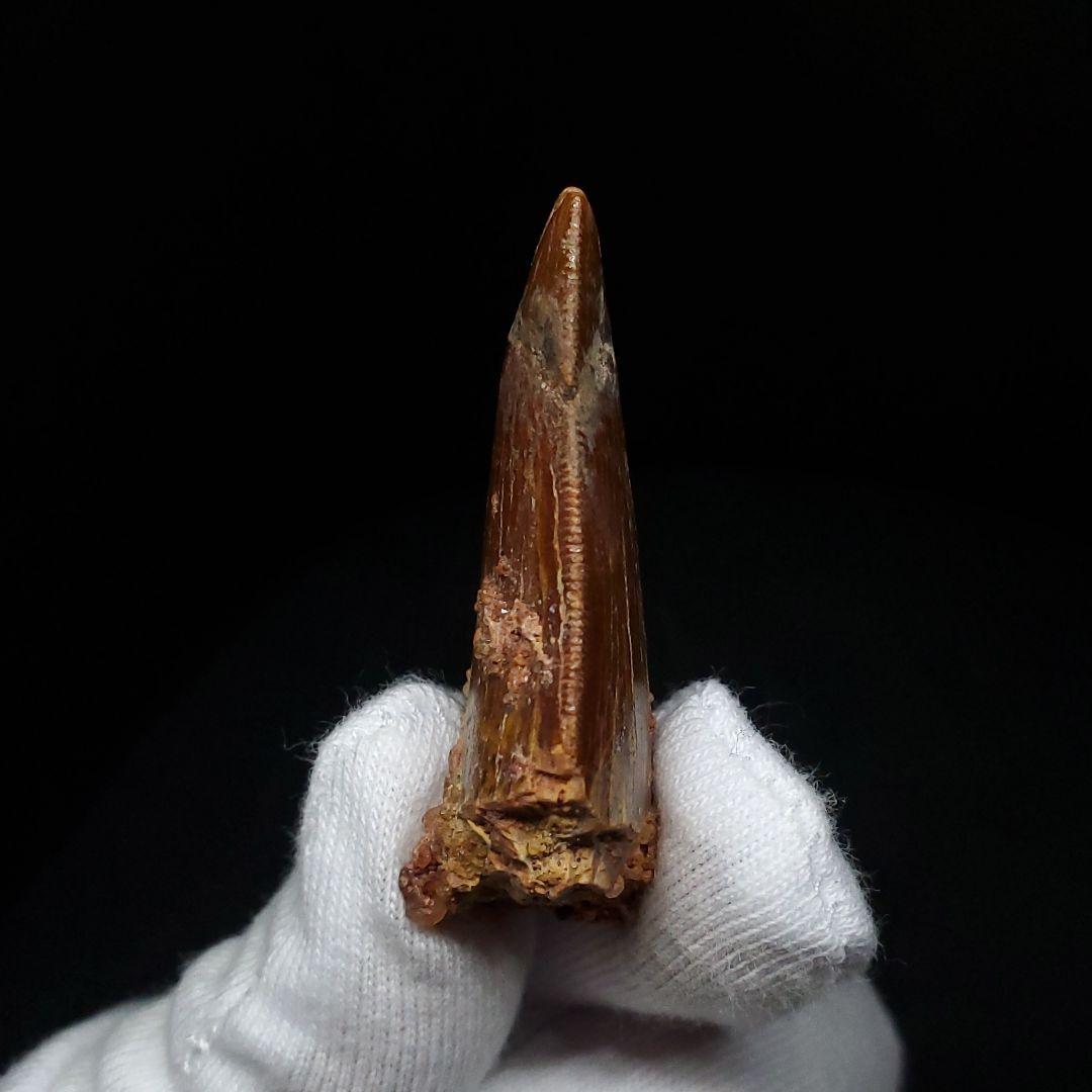 カルカロドントサウルス 歯 化石 本物 モロッコ産 41.83mm fca4