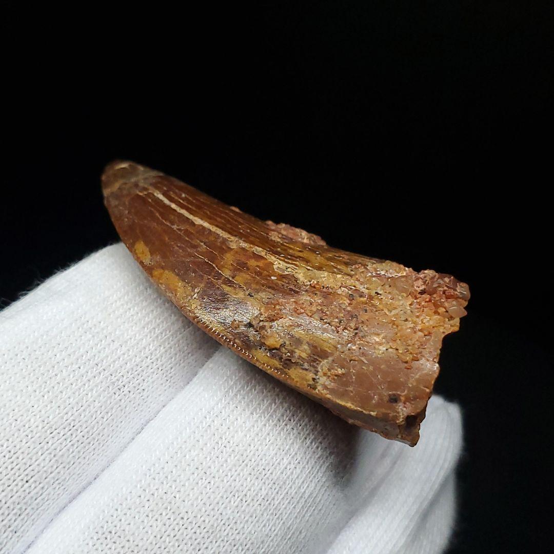 カルカロドントサウルス 歯 化石 本物 モロッコ産 41.83mm fca4