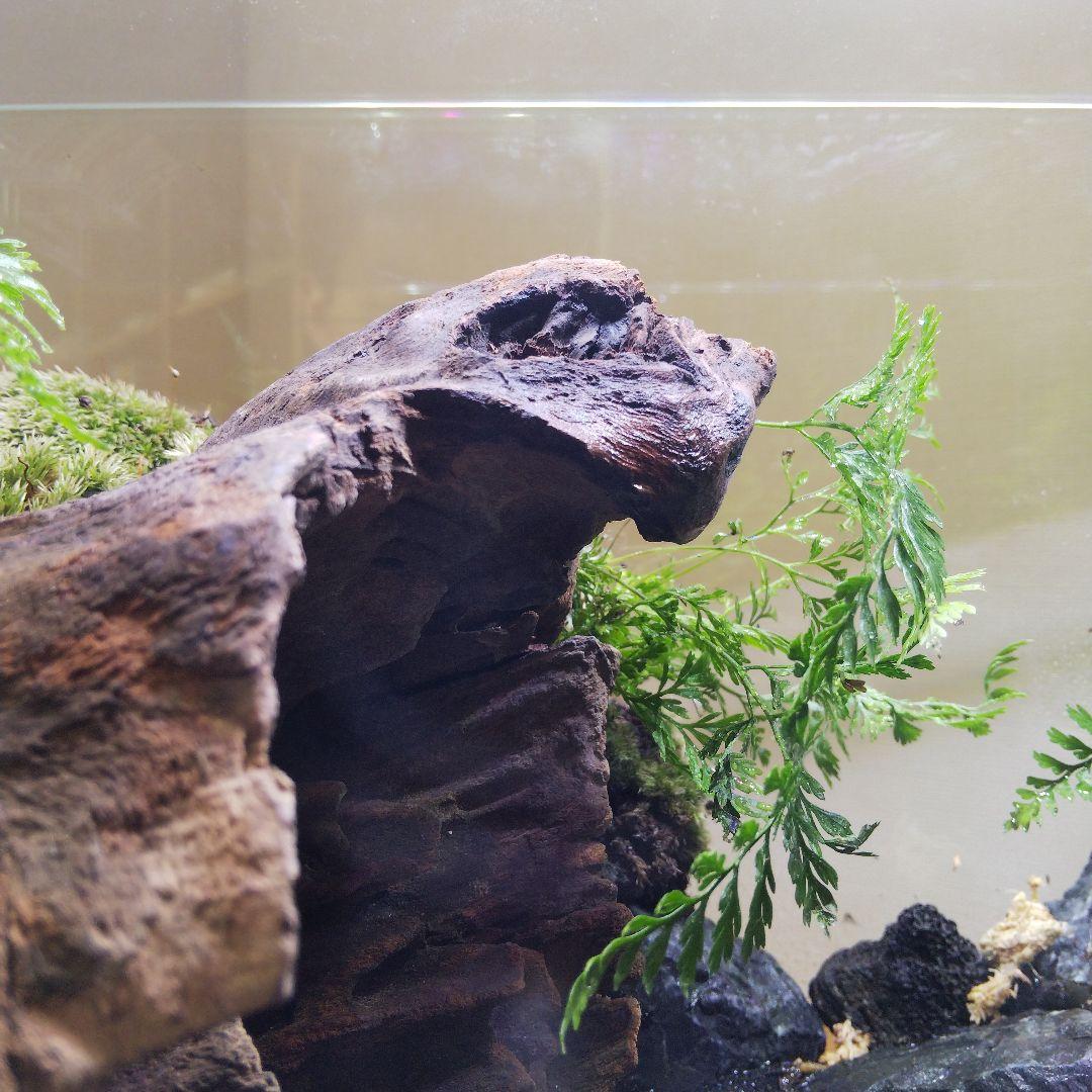 【完成品】滝のあるアクアテラリウム　イモリウム　苔テラリウム　アクアテラリウム