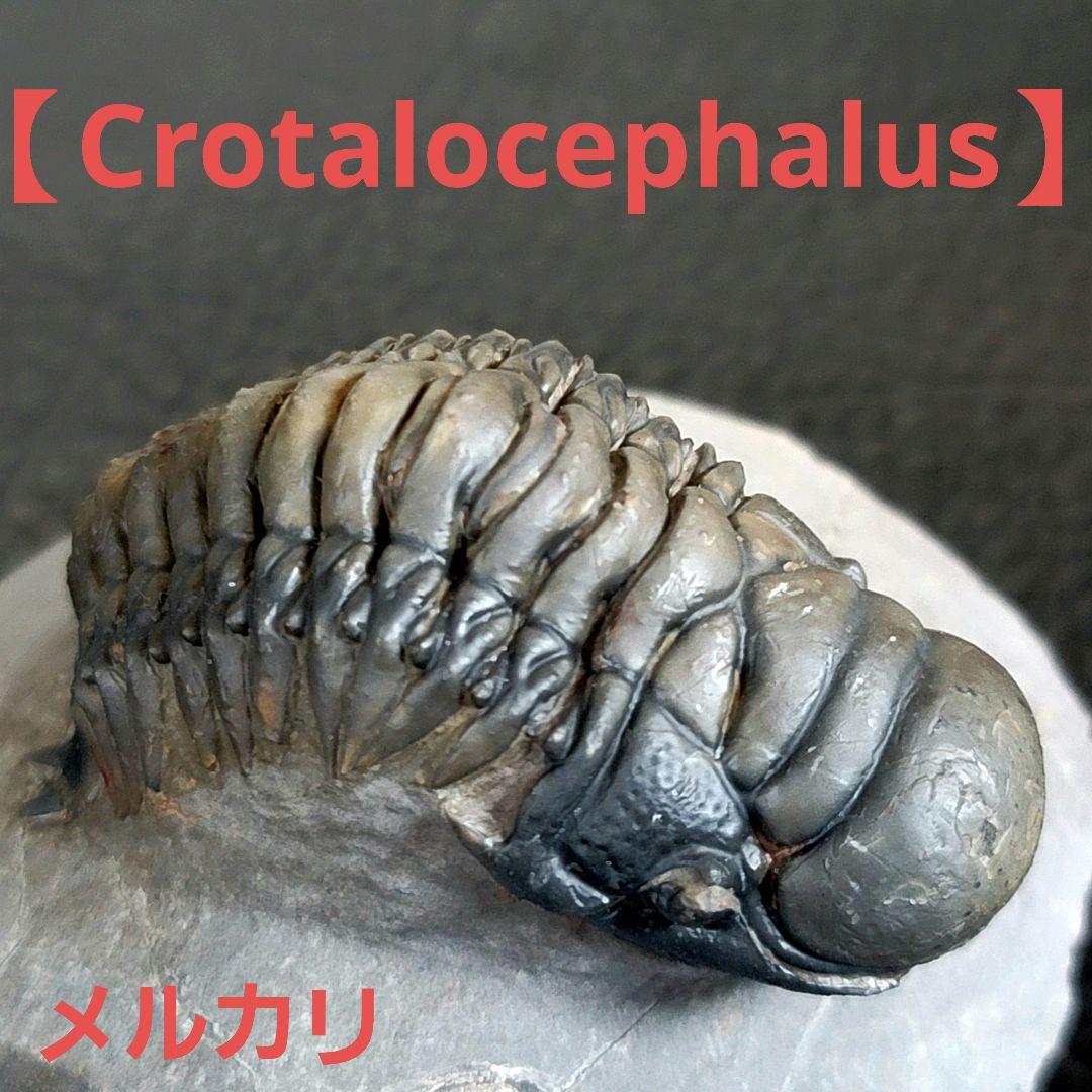 超美麗！三葉虫【Crotalocephalus gibbus】 化石  モロッコ