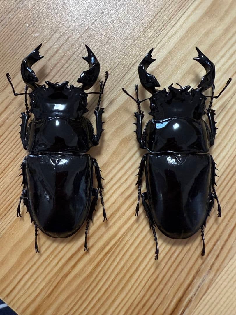最終値下げ　タランドゥスオオツヤクワガタ　９１mmトリオ