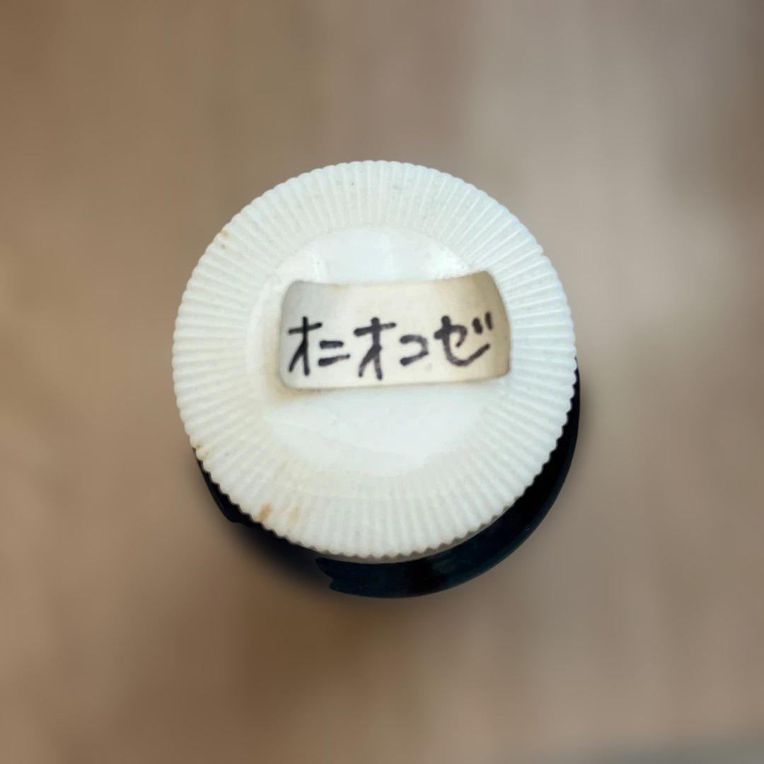 透明標本 魚 オニオコゼ