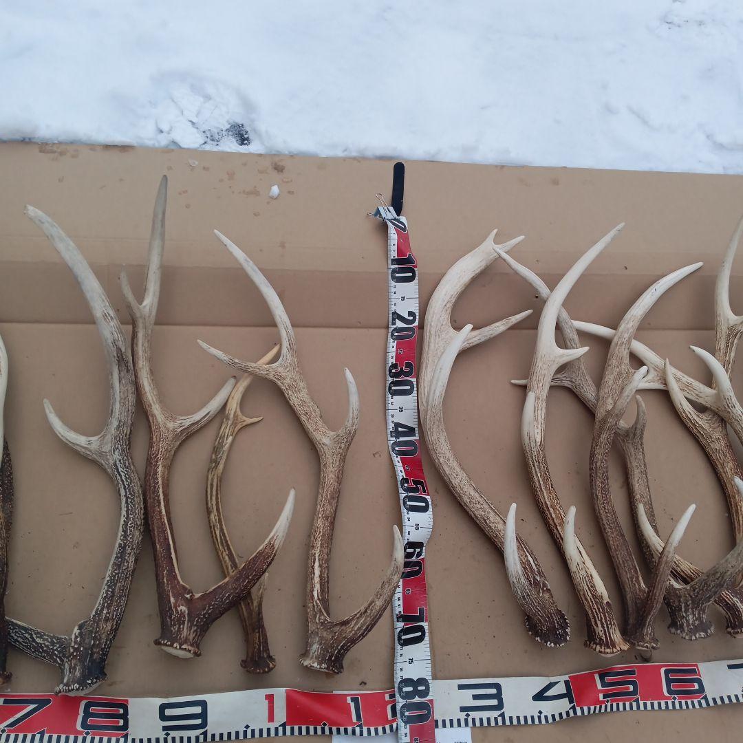S*i様 蝦夷鹿の大型の角 犬用おもちゃ 工芸品などに １２番