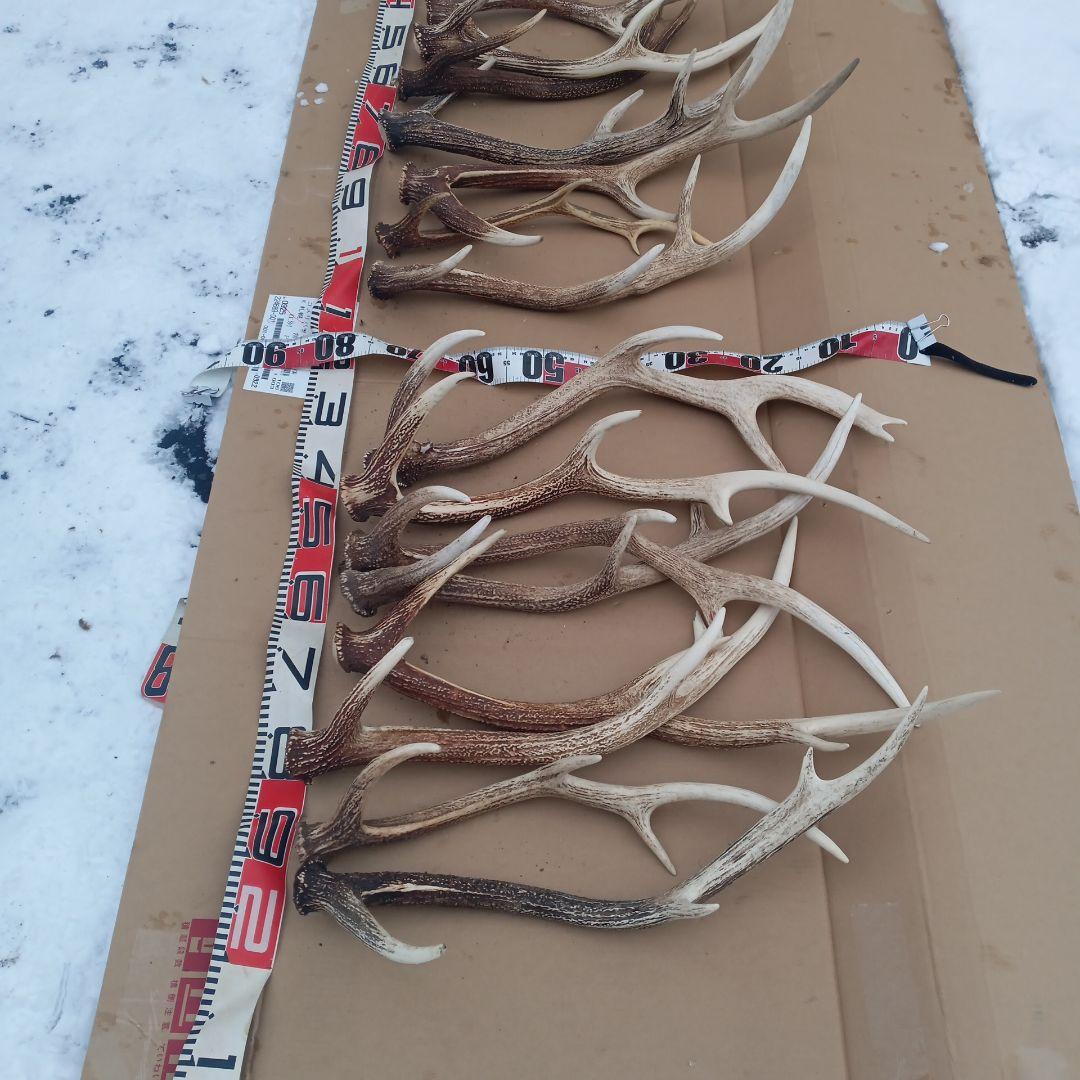 S*i様 蝦夷鹿の大型の角 犬用おもちゃ 工芸品などに １２番