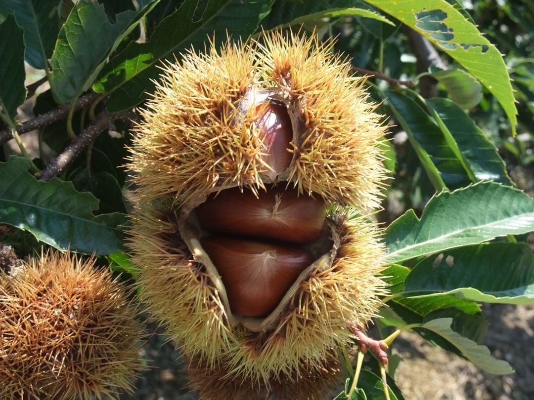 幻の栗⭐︎中山栗2L~4L混合5kgクール便（匿名不可）農家直送2025-016