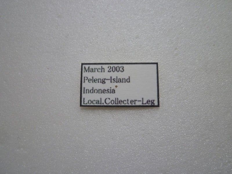 【外国産蝶標本】デタニツマベニチョウ/インドネシア.Peleng産/99.2mm