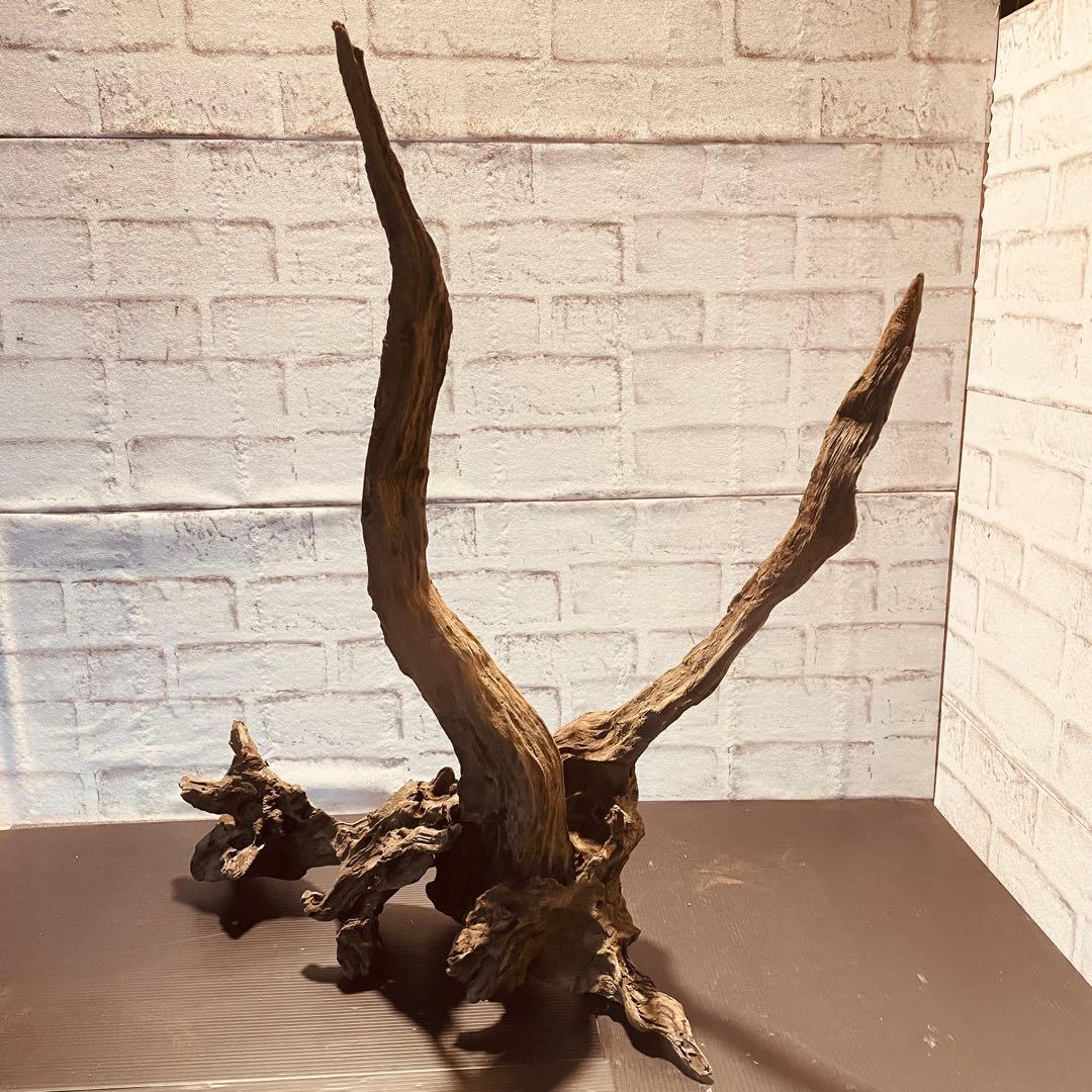 天然流木233 アク抜き処理済み　沈水処理済み　ビオトープ　水槽レイアウト