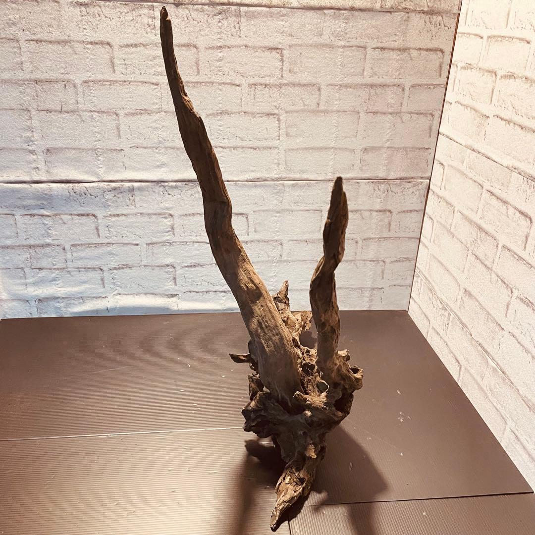 天然流木233 アク抜き処理済み　沈水処理済み　ビオトープ　水槽レイアウト