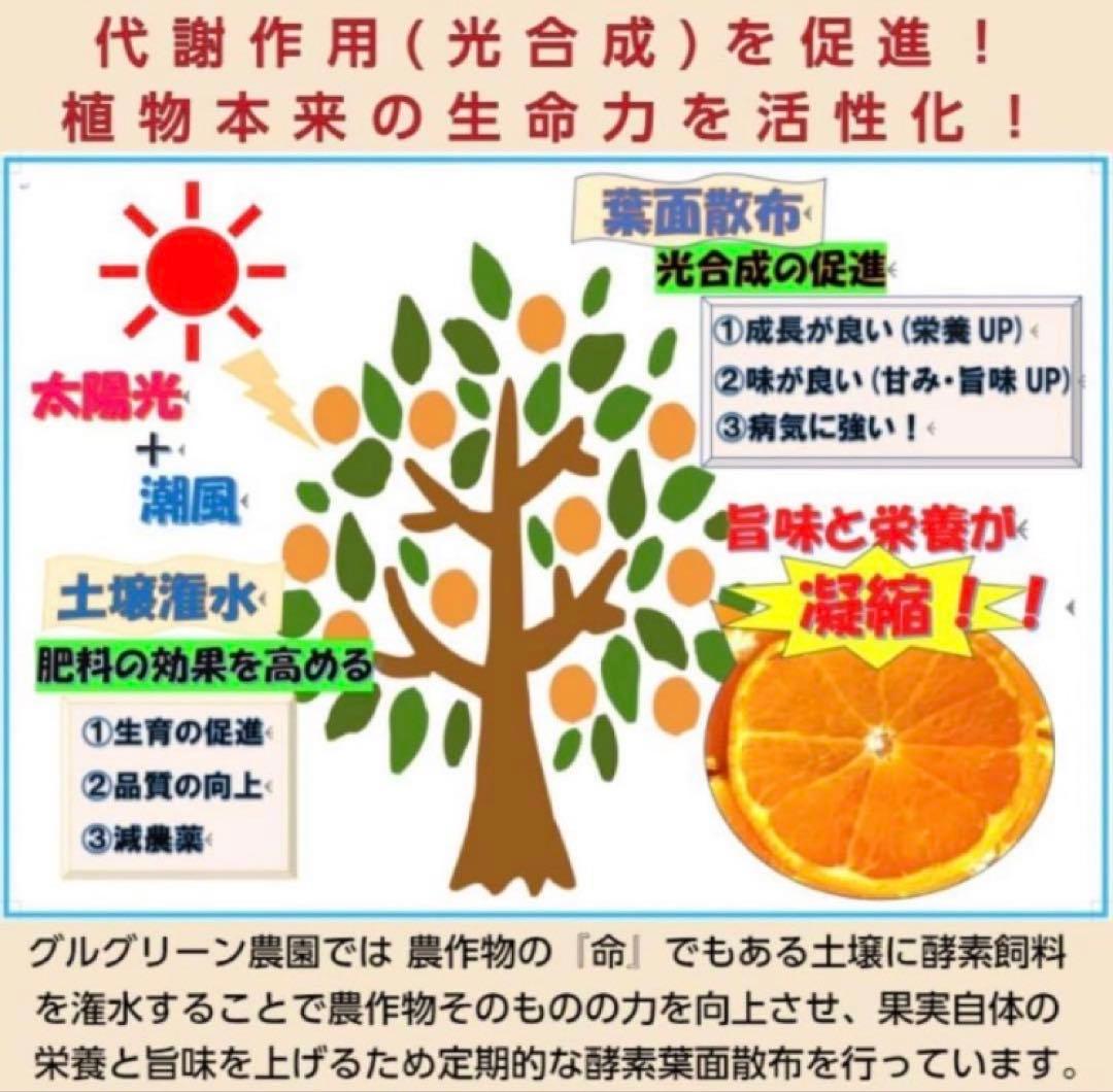 ひー様♡酵素栽培ネーブル &瀬戸田レモン　皮も食べてね　グリグリーン農園