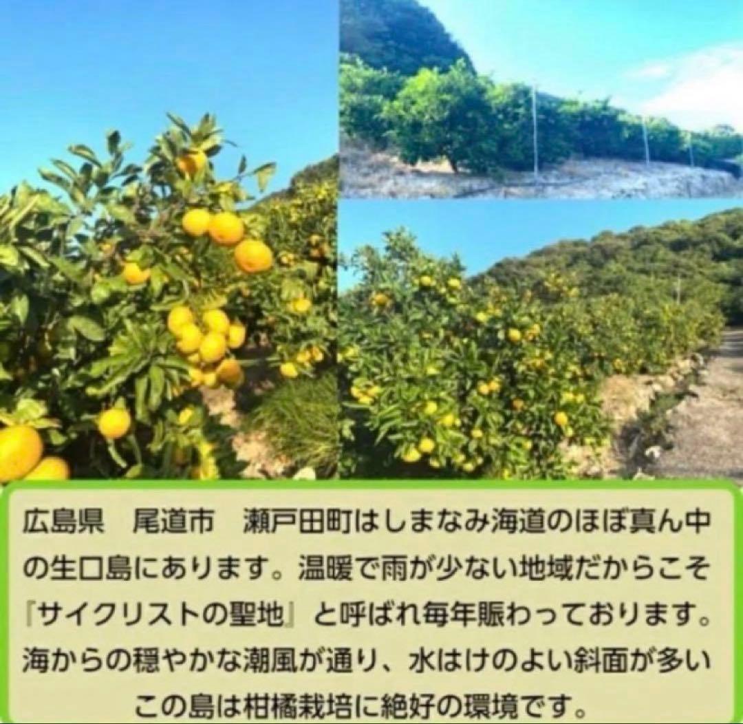 ひー様♡酵素栽培ネーブル &瀬戸田レモン　皮も食べてね　グリグリーン農園