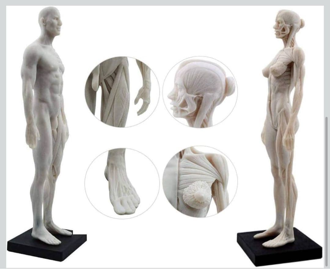 男性と女性 人体モデル 人体模型 1セット 約30cm 人体筋肉模型 樹脂