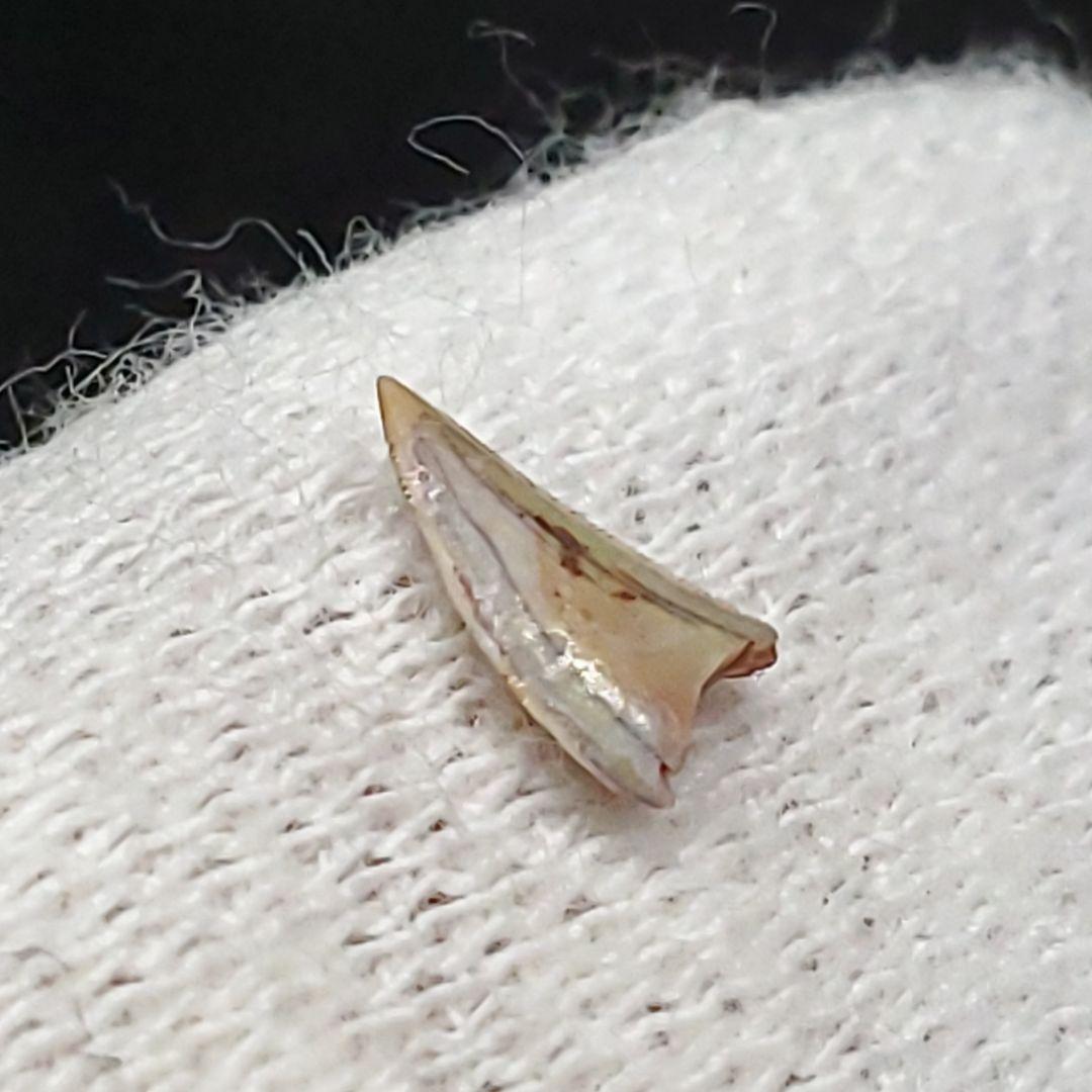 博物館級 ケラトサウルス 化石 歯 恐竜 ポルトガル産 5.36mm fr79