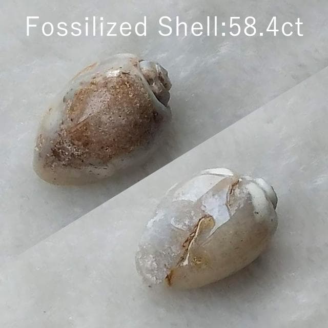 58.4ct　貝化石　仮晶アゲート　インド産　置換タイプ　化石