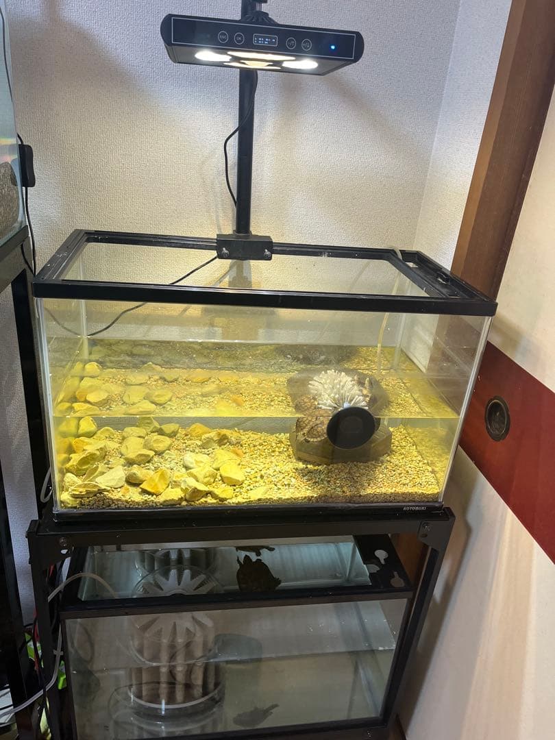 購入前に確認メールお願いします。 コトブキ60cmガラス水槽2本 GEX水槽台