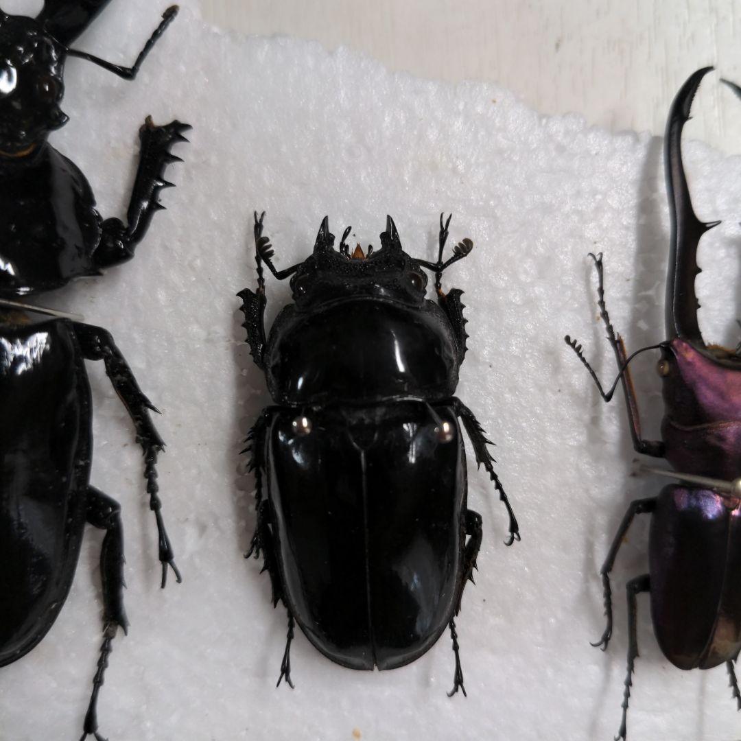 クワガタ、カブト虫標本セット